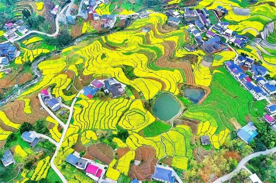 最美油菜花 豪华旅游大巴2+1 纯玩5日