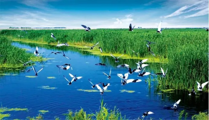 黑龙江景点导游词(四)|  齐齐哈尔扎龙生态旅游区