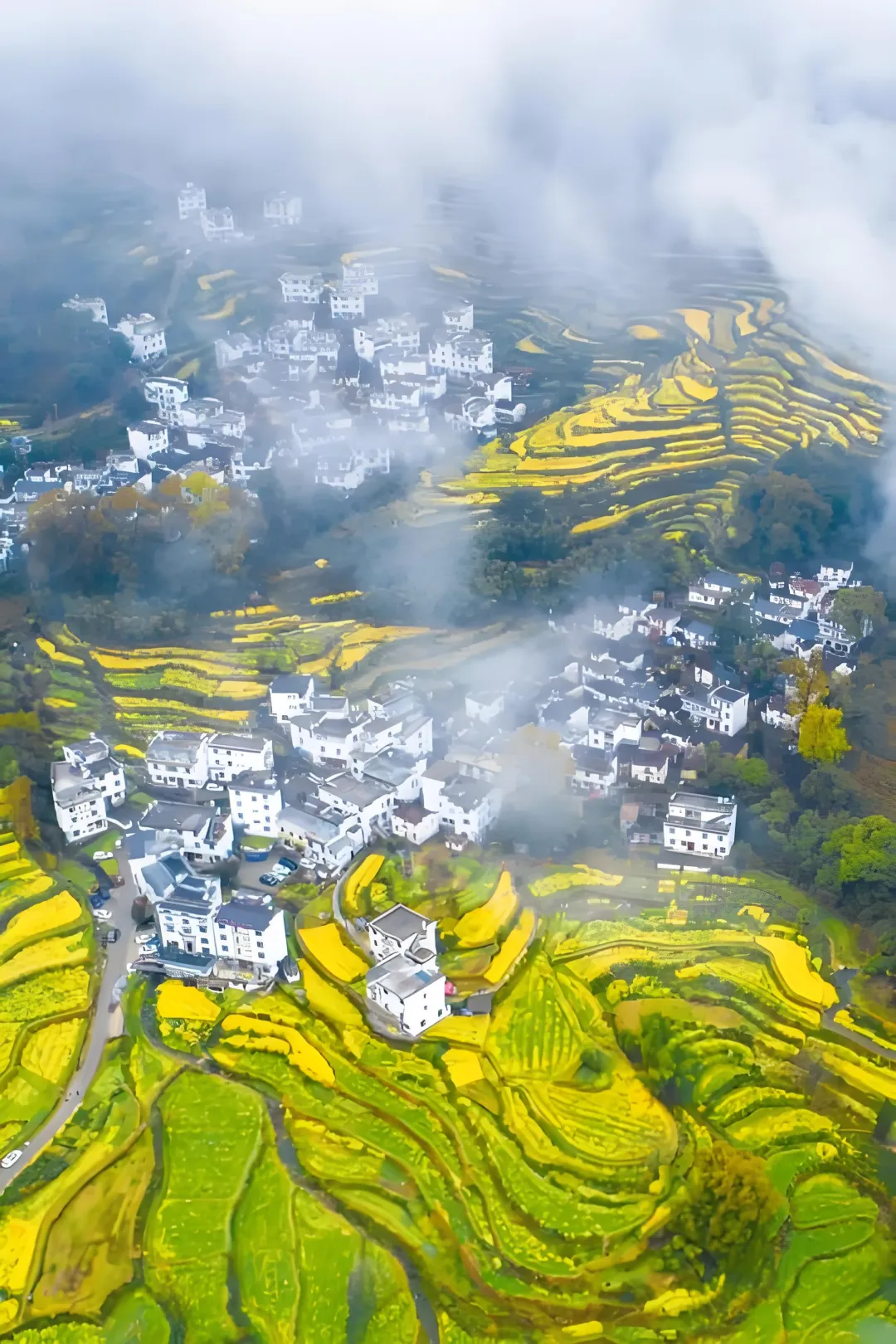 2026江西婺源油菜花深度旅游攻略:赴一场金色水墨之约