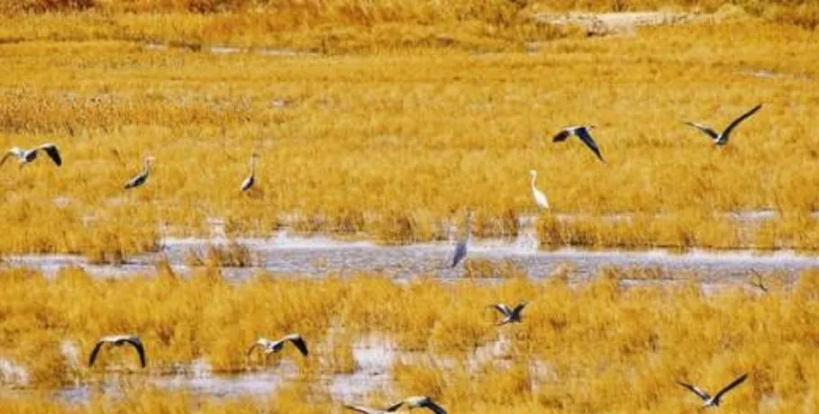 海兴县十大旅游景点,沧州市一日游精华所在,你来吗?