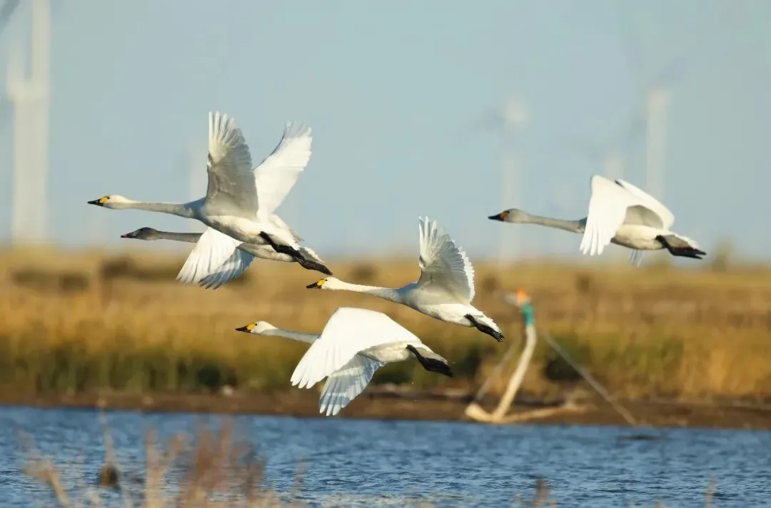 阿尔泰七台是景区,更是休憩的“后花园”