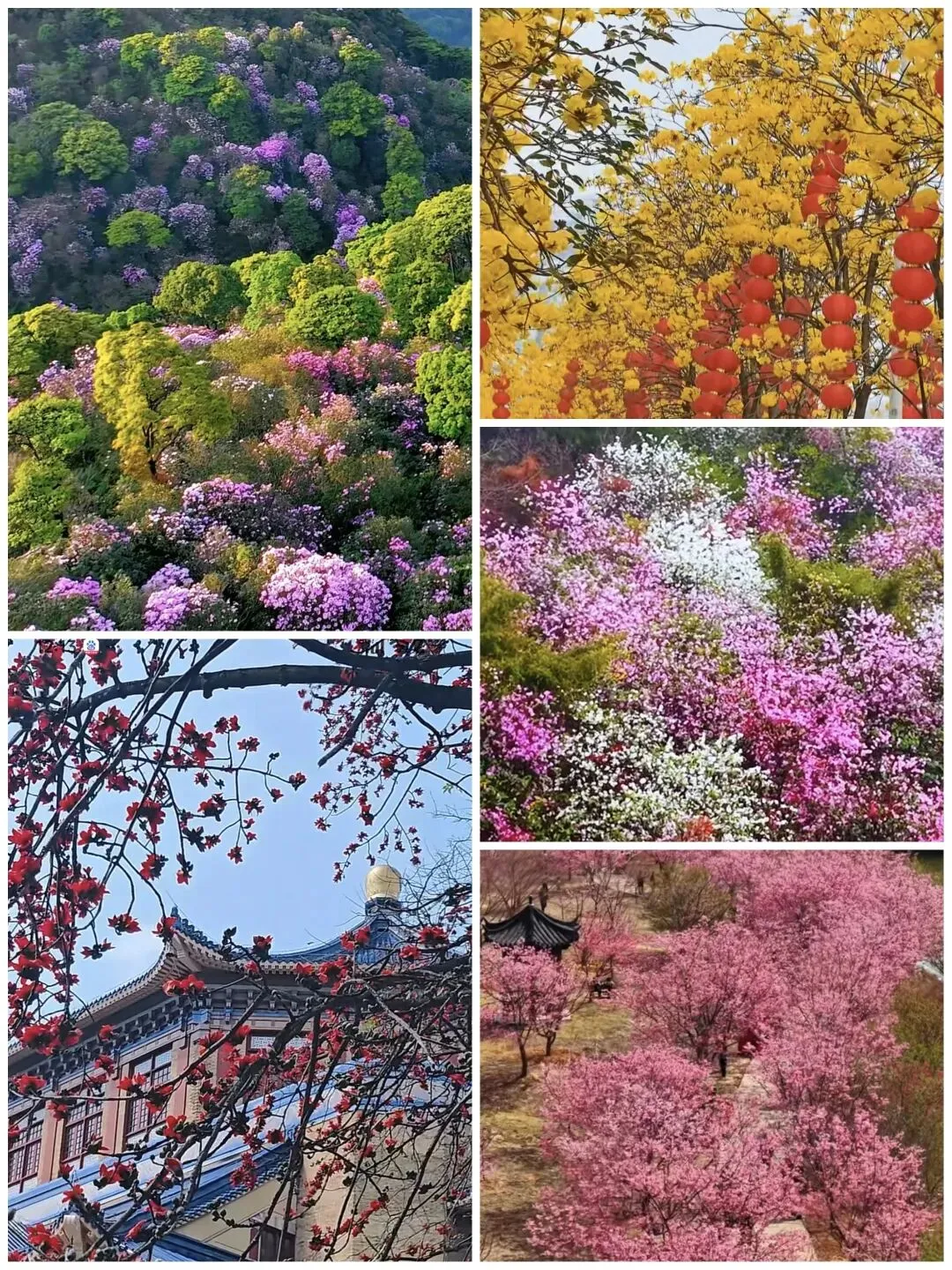 广东最适合赏花的十大景点,阳春三月,一起来广东赏花吧!