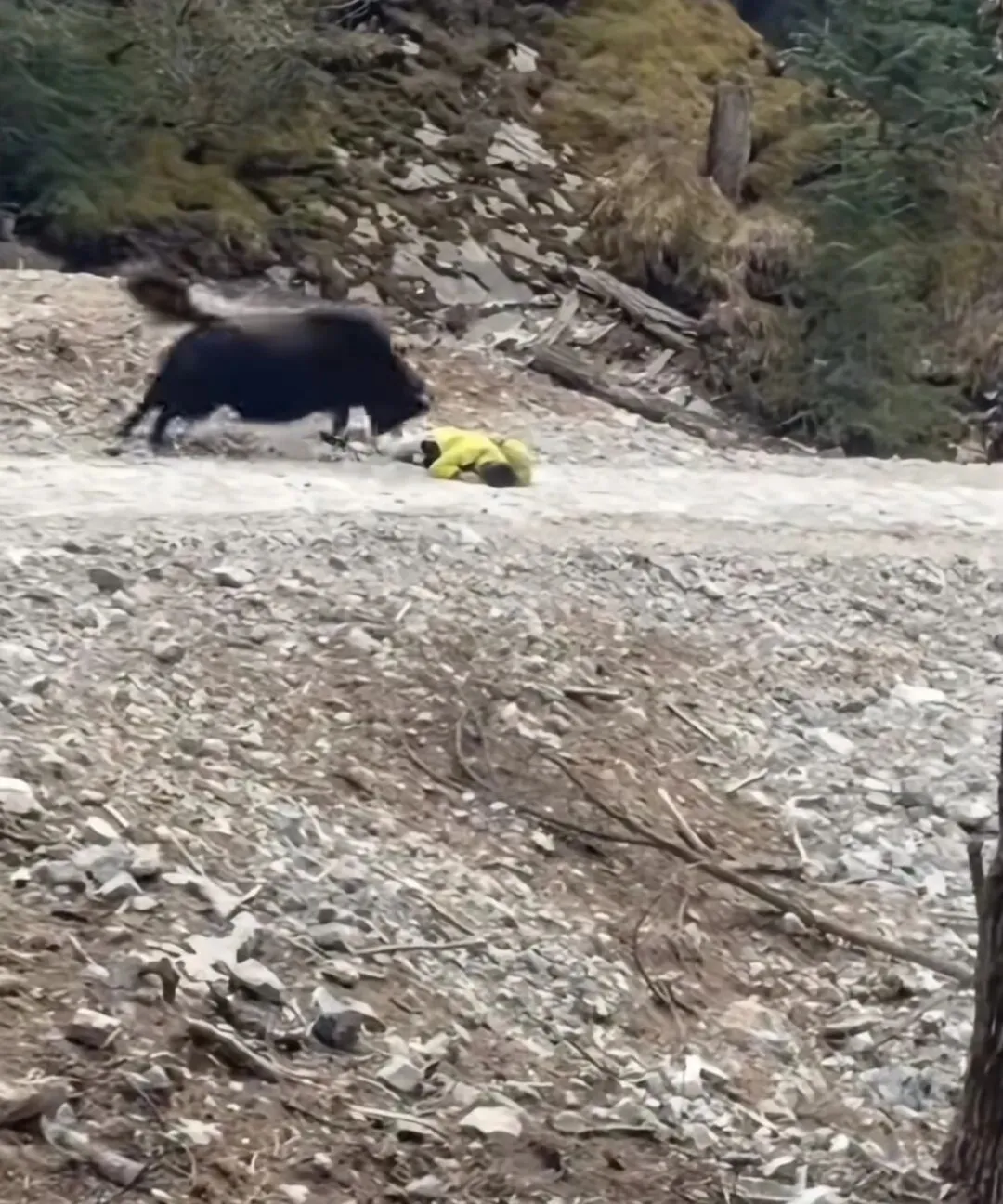 甘肃甘南扎尕那大景区有牦牛顶人,当地镇政府:已及时送医,人无大碍,脸部臀部有擦伤