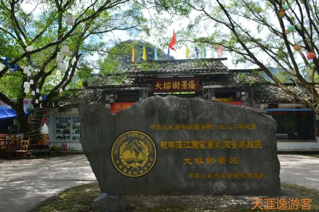 桂林阳朔大榕树景区