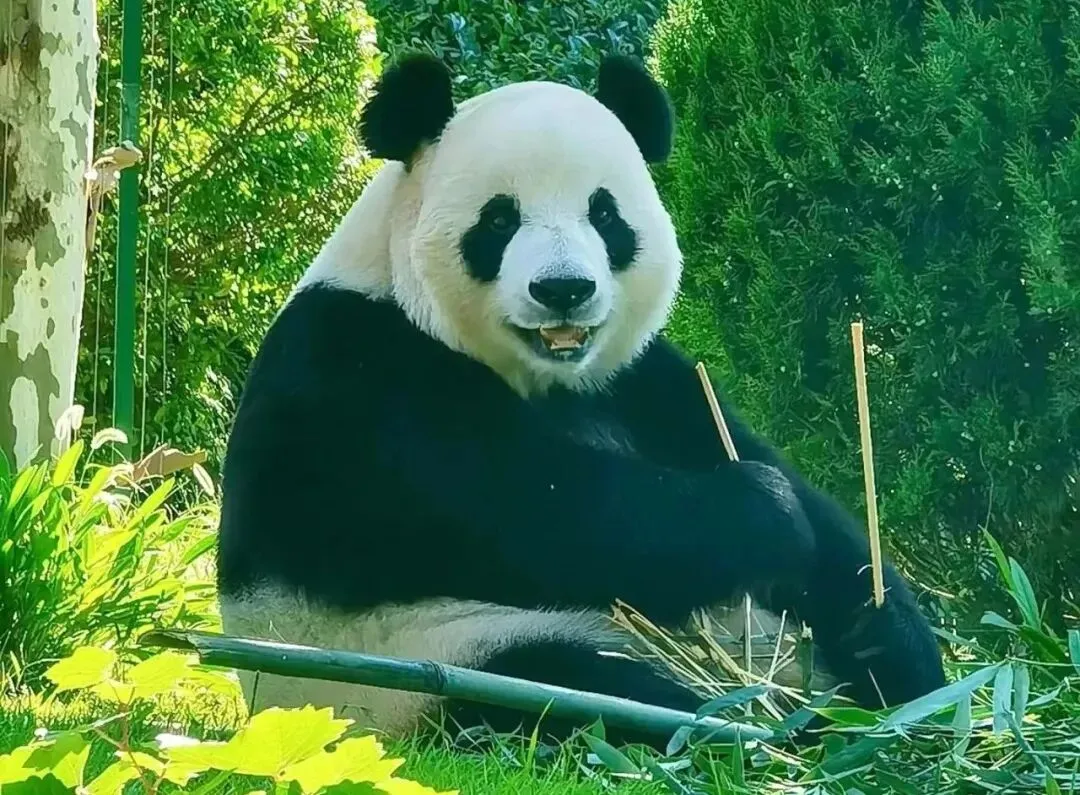 全国旅游年卡四川景区目录,四川旅游景点推荐,不到200元,一卡畅游全国上千家