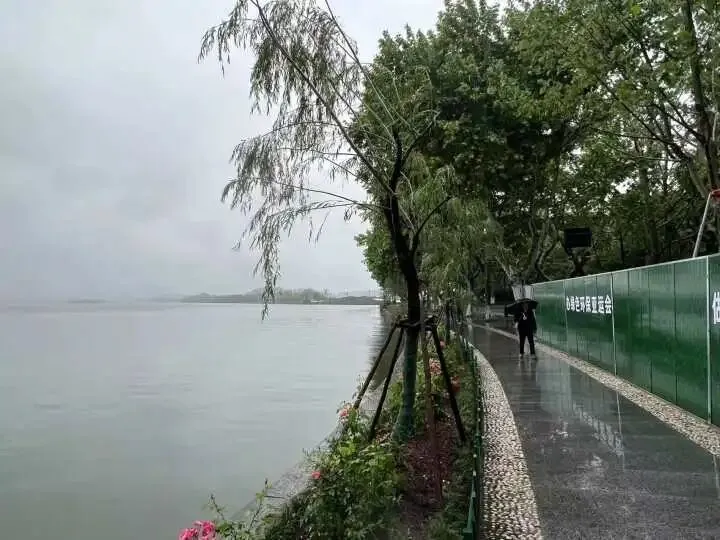 西湖景区管委会就“断桥移柳”致歉 | 将调查履职不力问题