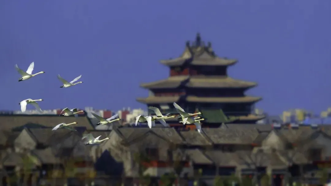 聊城水上古城景区2026 女神节专属体验上线