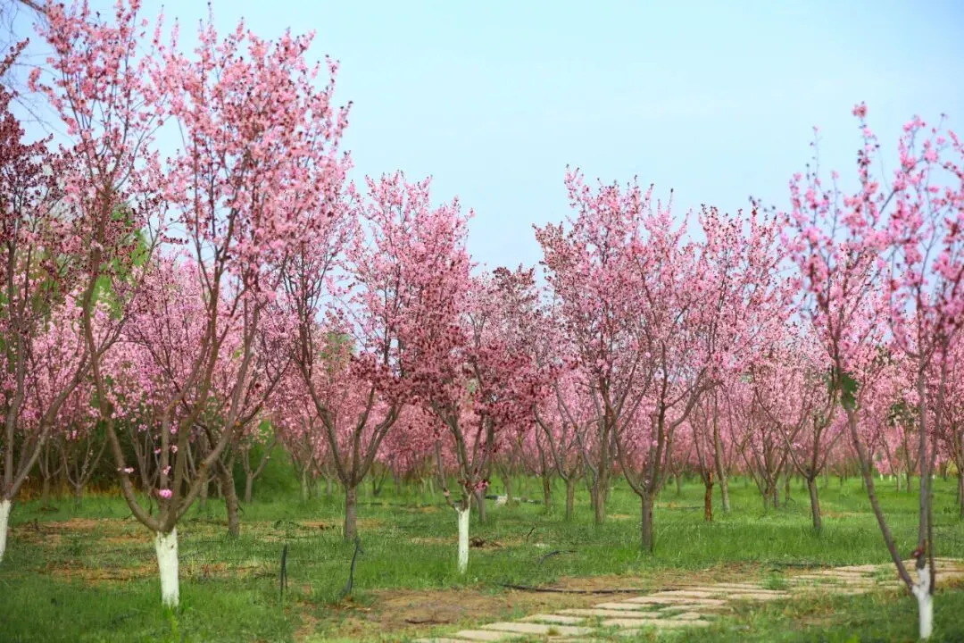 全域旅游 | 金沙岛景区开园啦,邀请大家踏青观鸟,马年来一场与马儿的相遇 ~