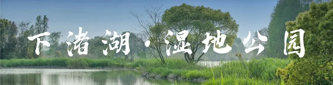 三八妇女节专属福利|下渚湖景区献礼,邀你共赴春日之约