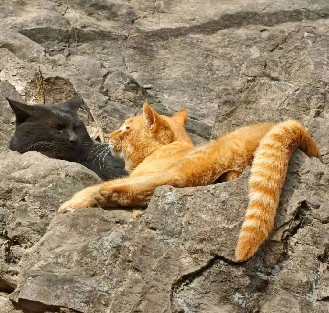 2026.2.27 | 景区里的猫
