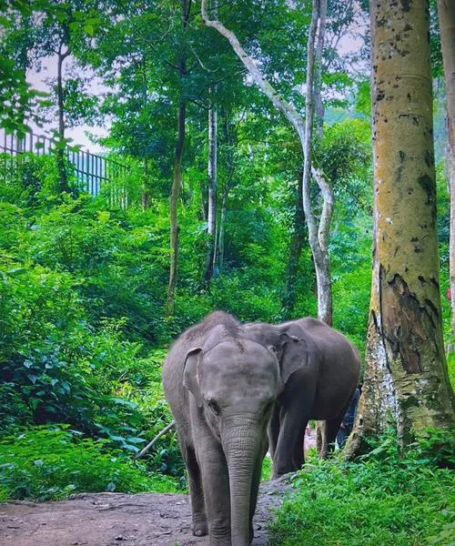 景洪市十大必去旅游景点,来西双版纳州一日游首选这里!