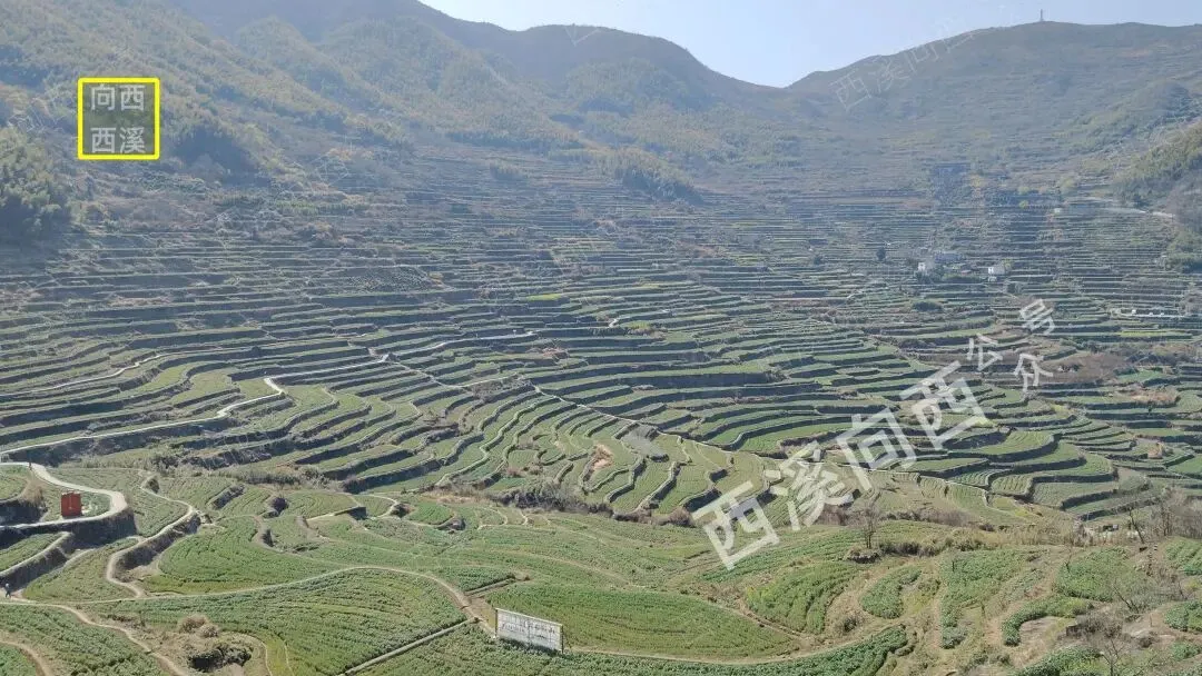 千年梯田万年石浪,绍兴上虞这个三无景区(无门票/无停车费/无宣传),进入3月已被江浙沪大军虎视眈眈