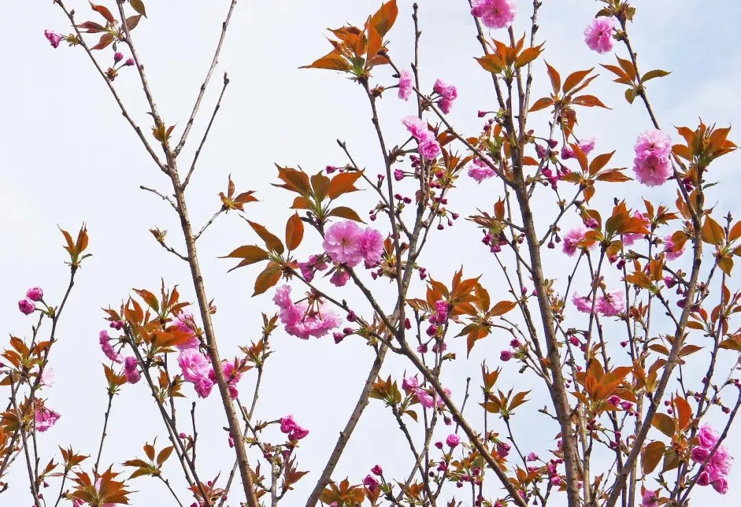 盐城大洋湾生态旅游景区樱花园(二十二)