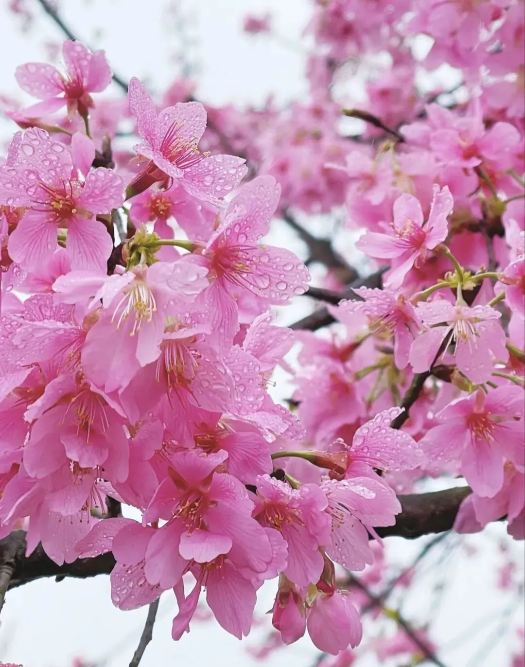 郴州樱花拍摄景点:资兴中田村.三八妇女节可以安排,不远,免费,还可看油菜花