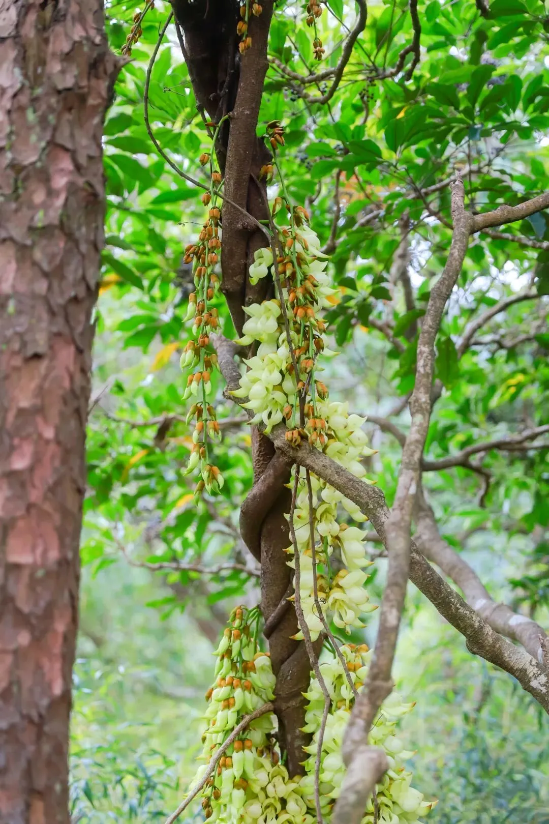 清远鸡文化馆牛鱼嘴景区禾雀花英西峰林走廊纯玩2天299