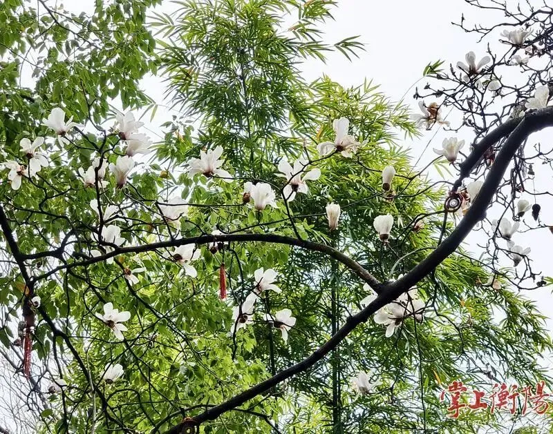 回雁峰景区春色开启“加速度”