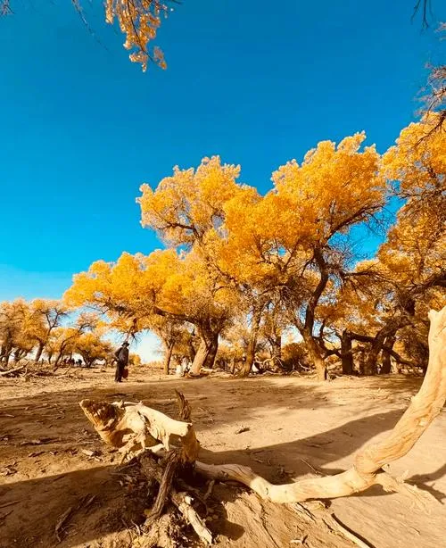 额济纳旗十大必去旅游景点,来阿拉善盟一日游首选这里!
