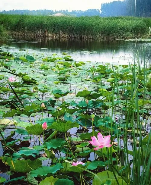 安新县十大旅游景点,保定市一日游精华所在,你来吗?