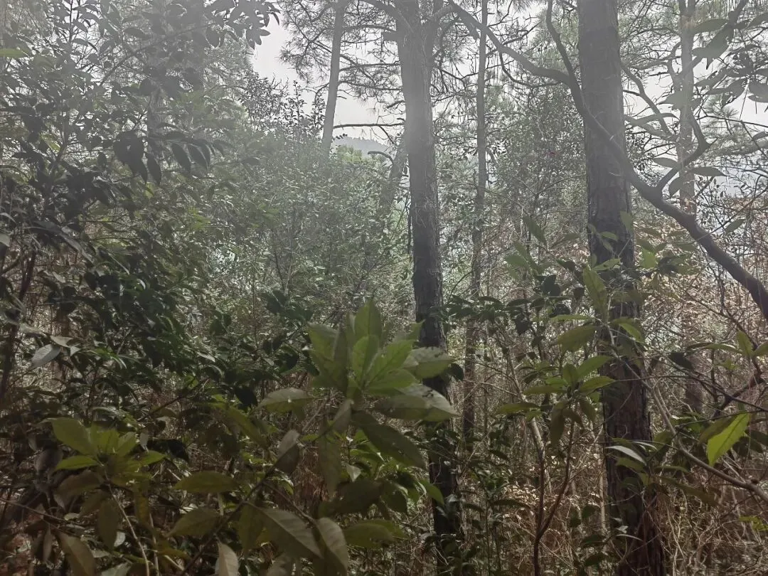 【随笔】元宵节,我用脚步将旺山的景点串起来