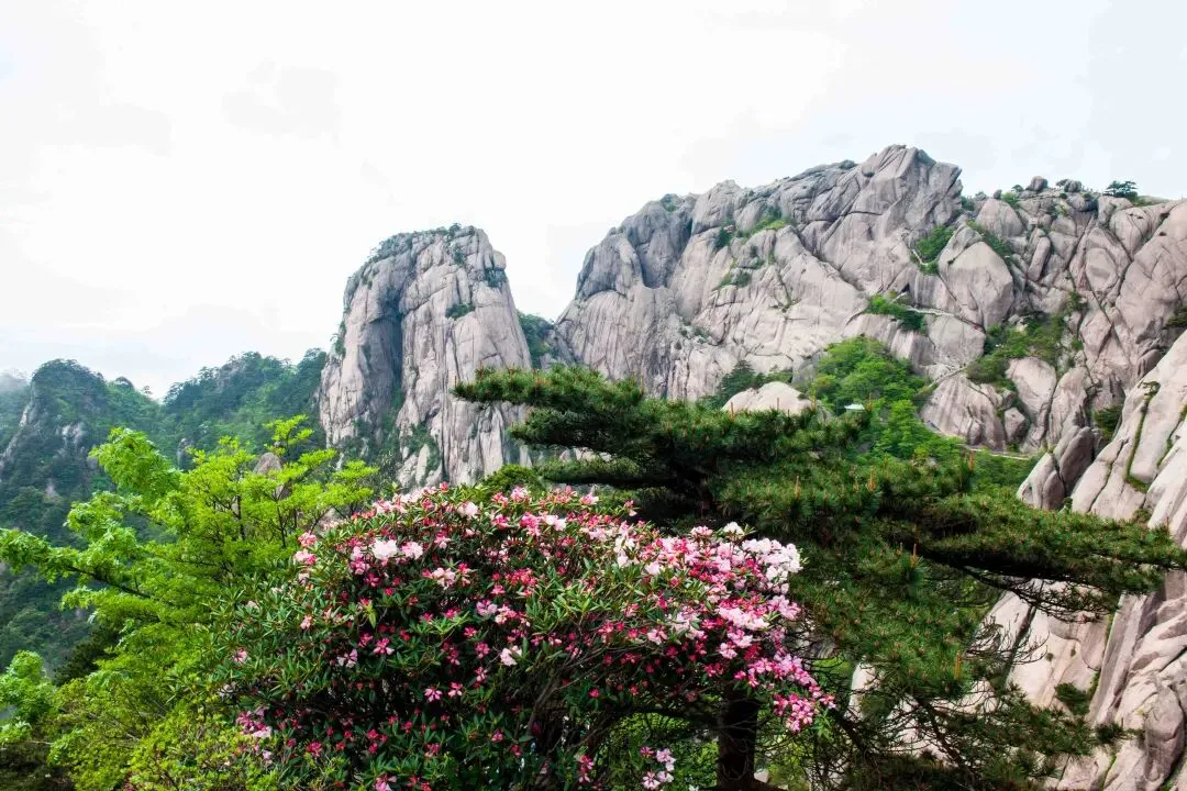 导游景区讲解词:黄山风云际会1964年特赦团溥仪等的寻梦之旅