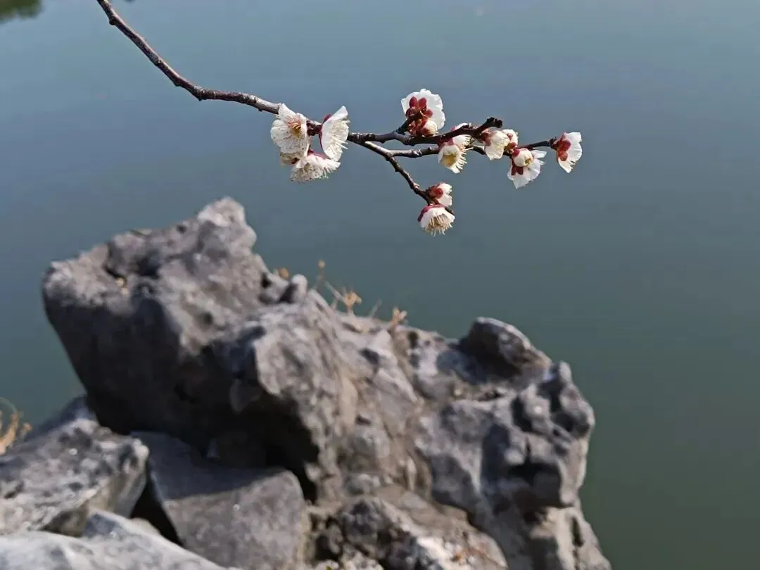 苏州赏花推荐:盘门景区·梅花