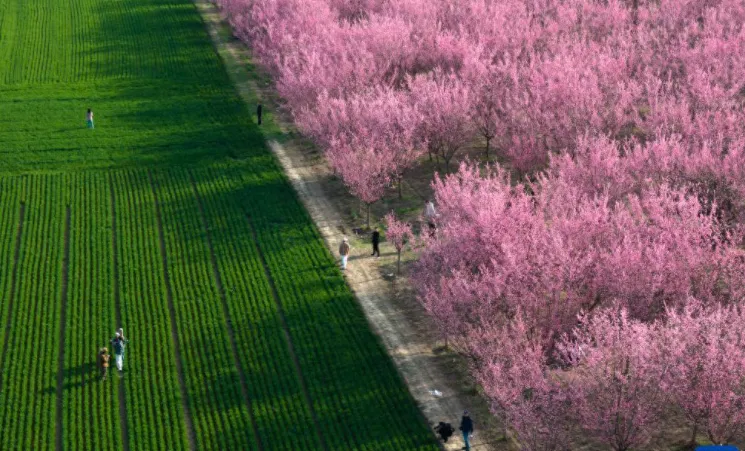 比起唐村梅园,西安又一“大规模”赏梅景点走红,超10000株梅花,太壮观了,超出片!
