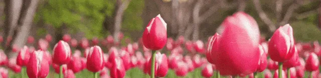 灵湖景区第二批特色类业态招商拟进驻名单公示