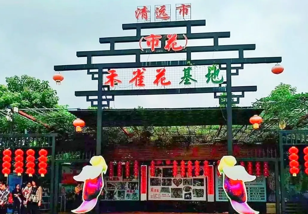 开春赏三花!这个年卡景区集齐十色禾雀花、七色油菜花、多彩格桑花... ...