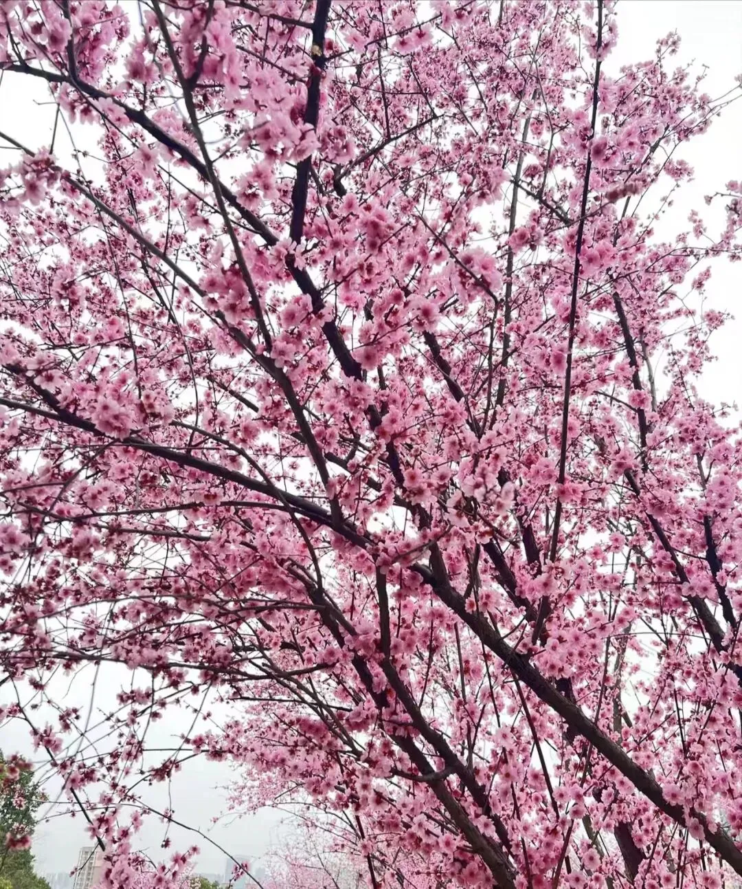 多家景区+鲜花+温泉,3.8节女神专属特权,此时不冲更待何时?