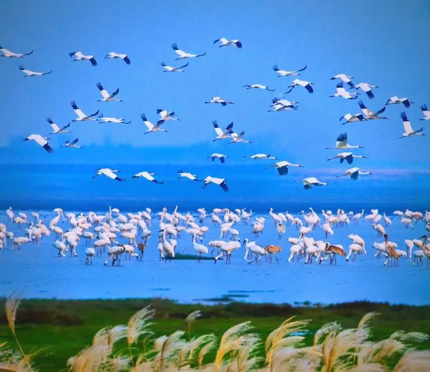 别只知道九江!鄱阳湖这十大绝美景点,去过才懂湿地浪漫!