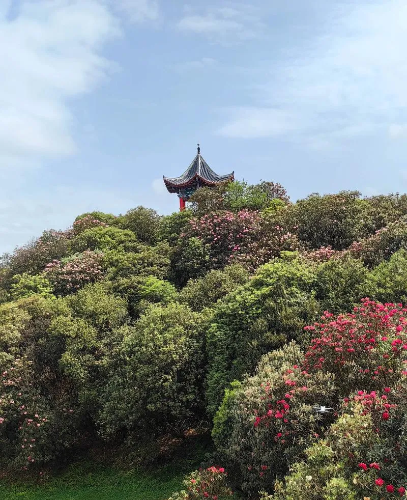 贵州毕节百里杜鹃必去十大旅游景点,杜鹃花海全在这里!