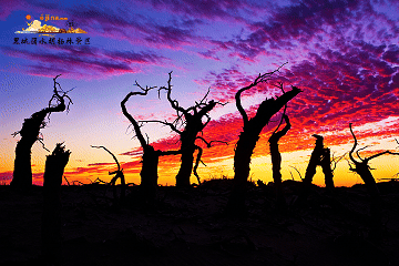 额济纳黑城弱水胡杨林景区:黑城土动春雷隐,千树胡杨待新黄.