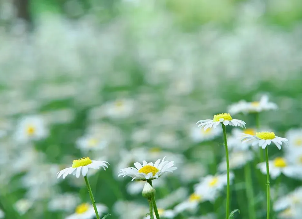 免票、半价!女神节景区优惠持续更新中……