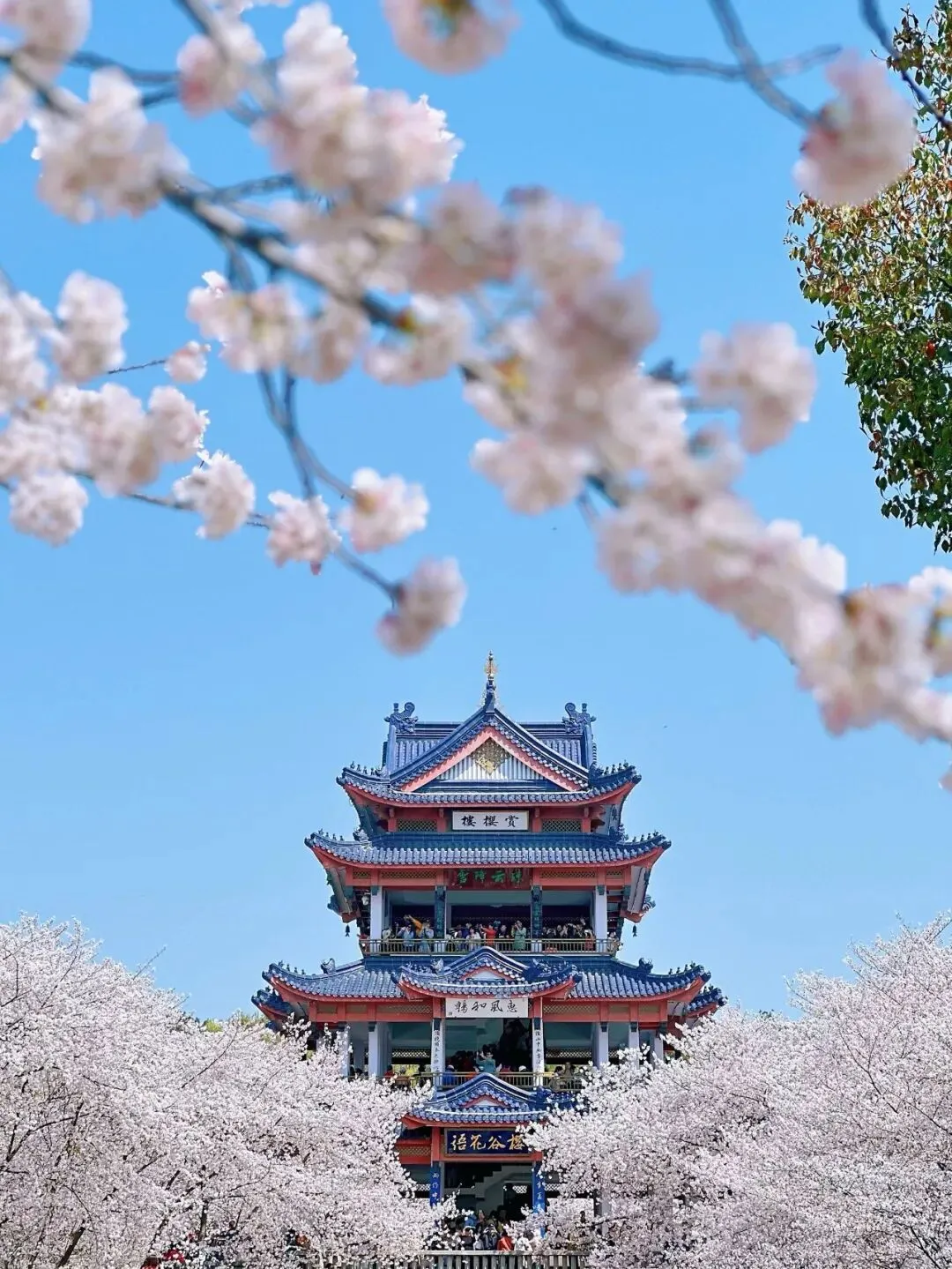 纯玩樱花节3月28号无锡5A景点太湖鼋头渚+南长街+苏州寒山寺枫桥夜泊+木渎古镇两日游.