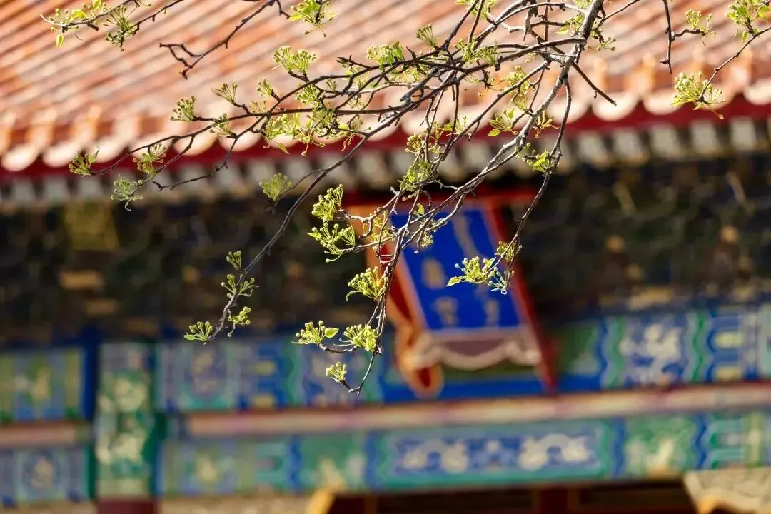 不负春光赴京城|春季北京赏花攻略+必玩景点