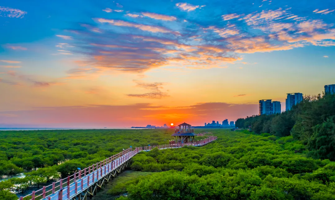 金海湾红树林景区配套项目招商合作公告