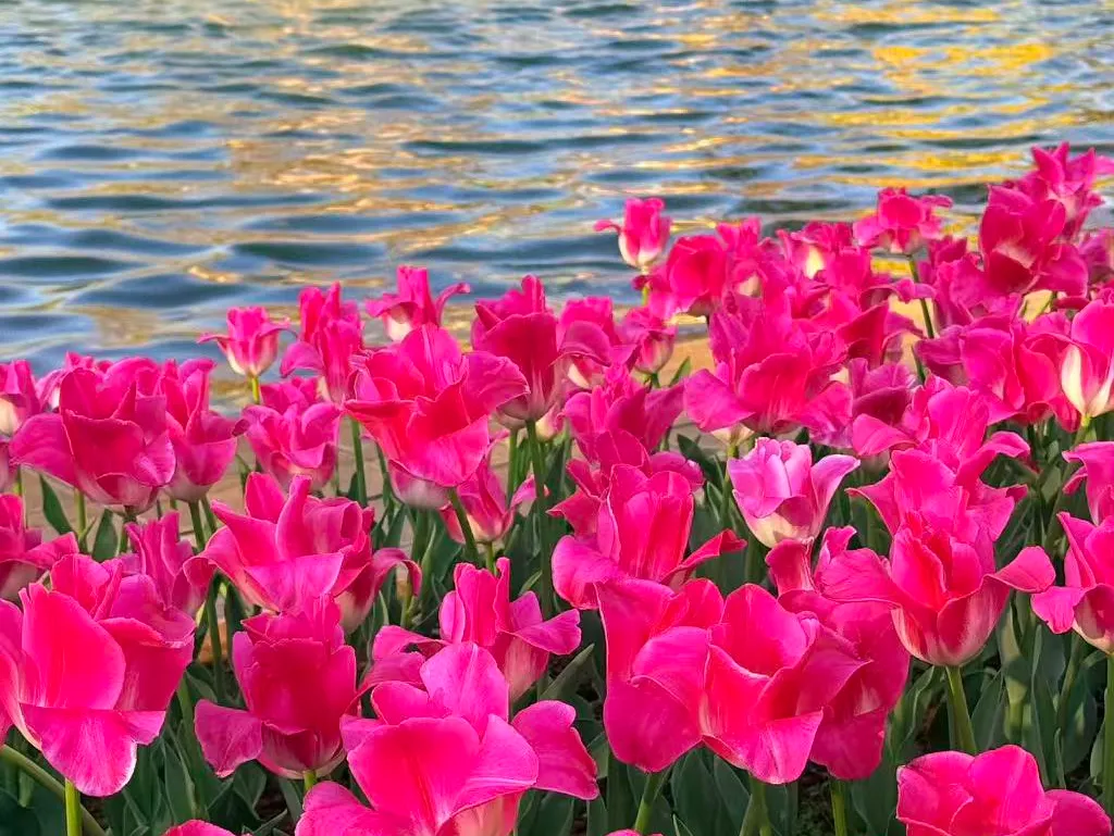 免费!河南景区女士妇女节免票合集来啦