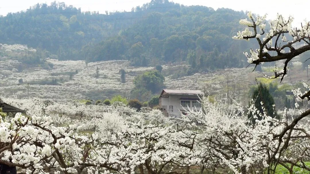 旅游新鲜事|重庆主城近郊最大的李花海迎来盛花期!今年是近几年开得最好的