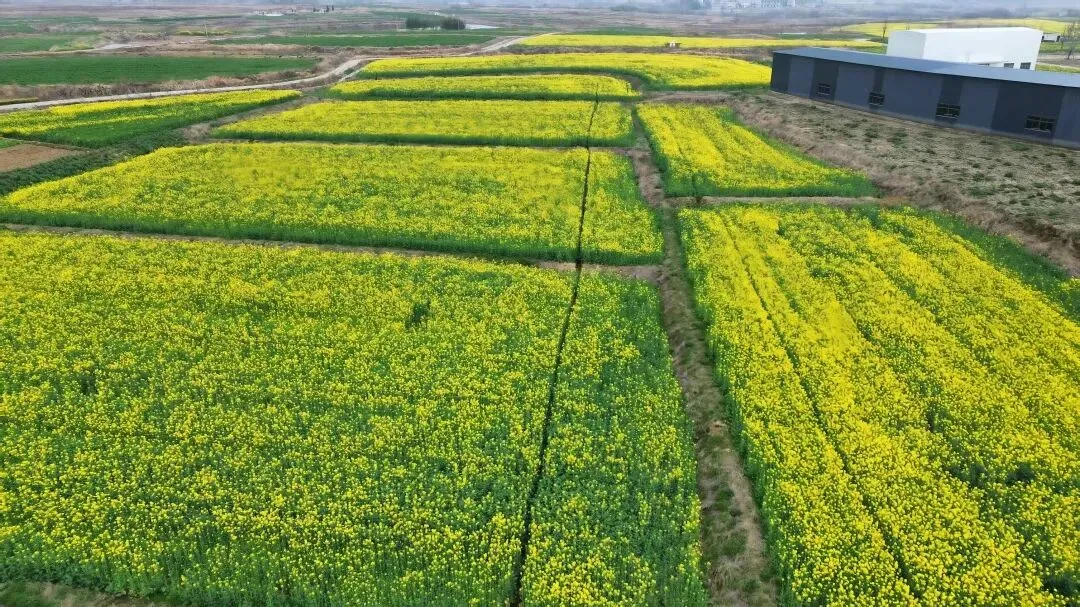 不赶景区!黄陂千亩梯田花海,藏着最舒服的春日慢时光