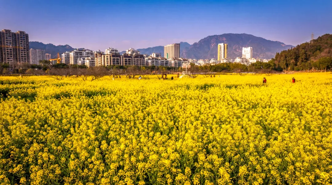 太美了!温州这个景点,免费开放!