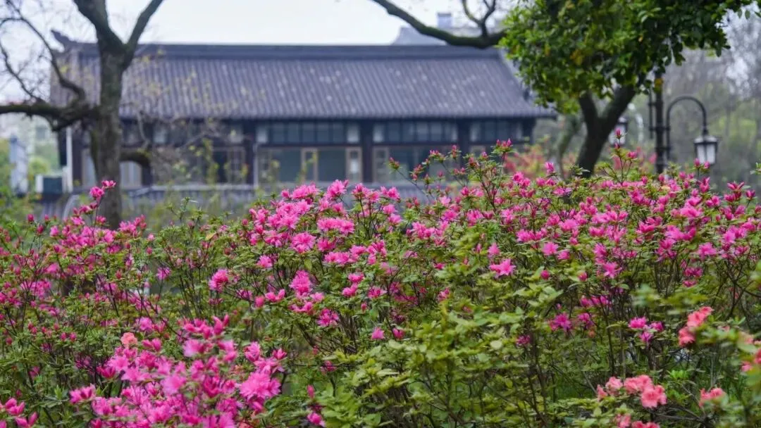 三八女神节,南京这些景点将免费开放!
