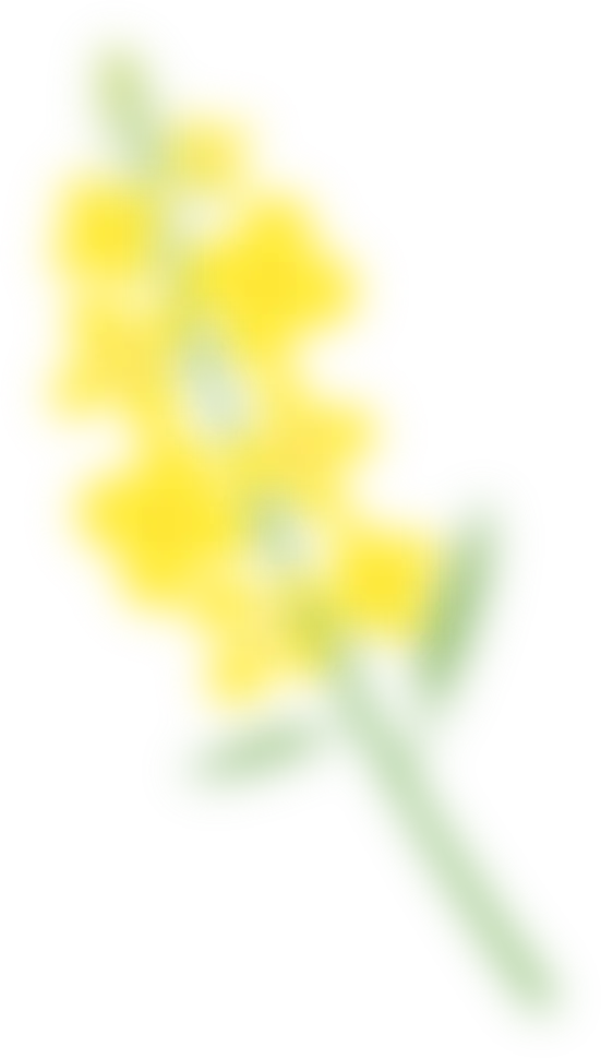 一场跨越五省六城的金色邀约——千垛菜花旅游推广活动圆满举办