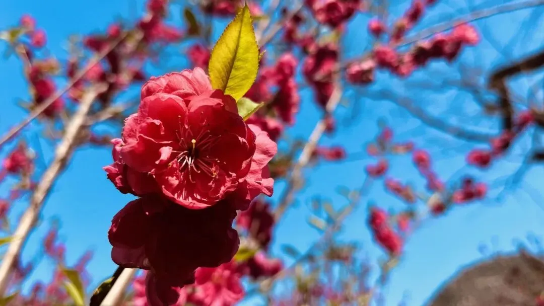 【女神节福利】3月8日,七星景区邀您免费拍民族风美照、半价游七星岩!