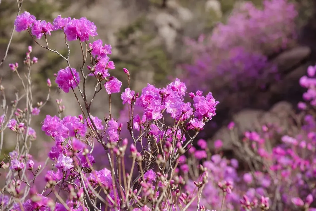 免票、半价!青岛多景区推出三八节专属福利,把最美的风景送给最好的她