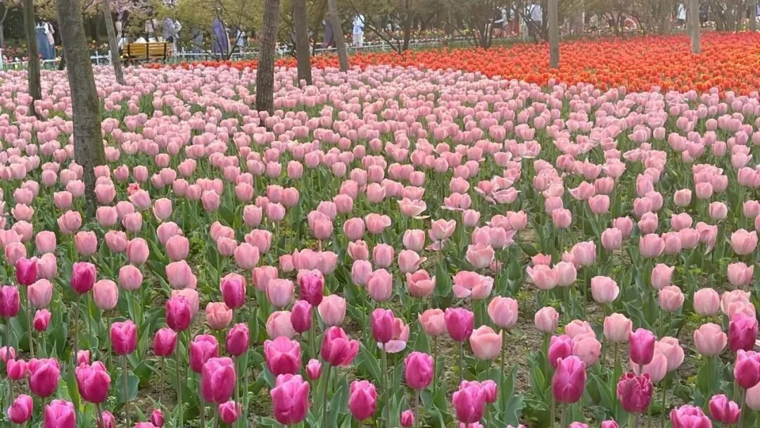 北京景区女士妇女节免票及优惠合集来啦!