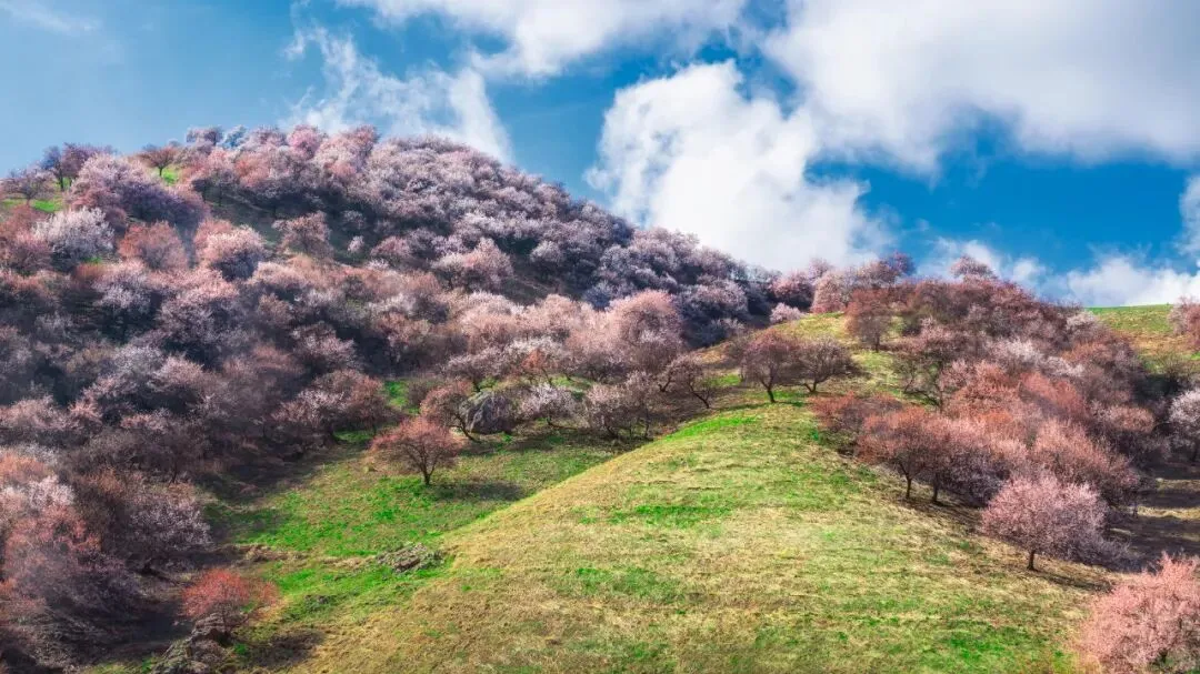 2026春季新疆旅游乌鲁木齐起止伊犁旅游线路产品|伊犁旅游拼车小团合集