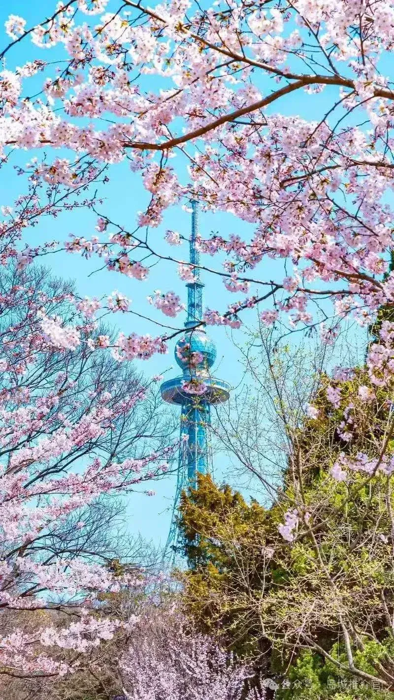 春天来青岛,隐藏景点不去绝对后悔!