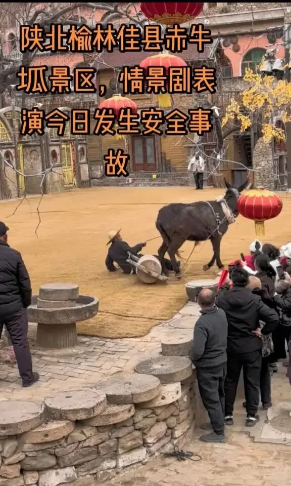 陕西佳县赤牛坬景区: 毛驴受惊冲台:景区动物表演的安全警钟必须敲响