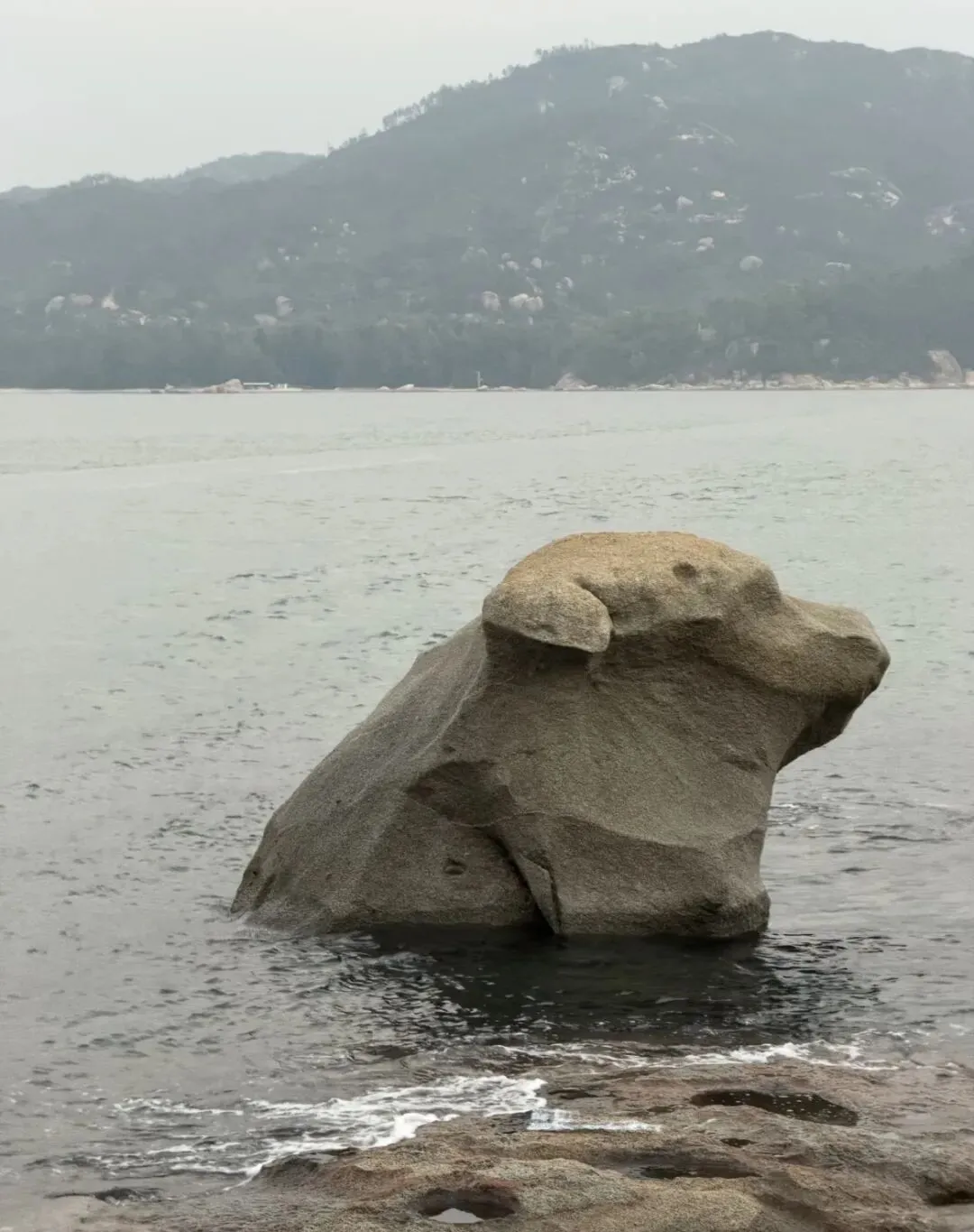 网友旅游时看到一块石头,瞬间融化,这分明就是只小狗!