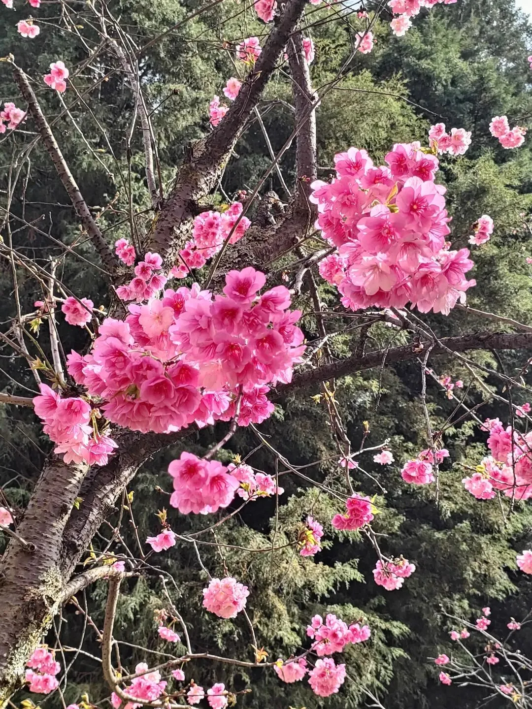 旅游是路过,旅居是生活